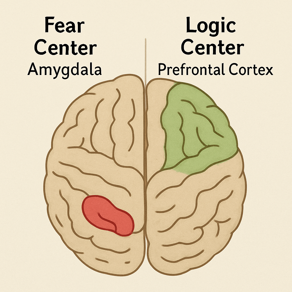Brain's Role in Mental Health